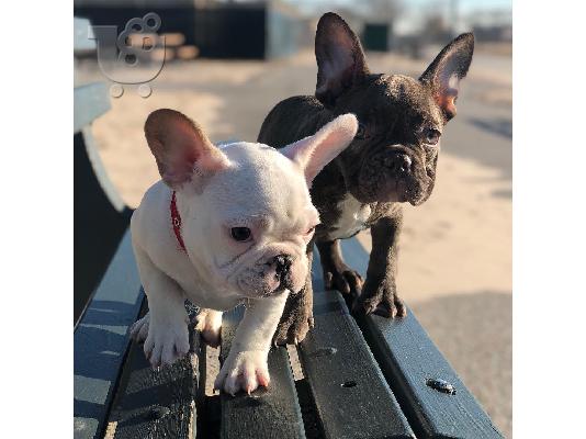 PoulaTo: AKC quality French Bulldog Puppy for free adoption!!!